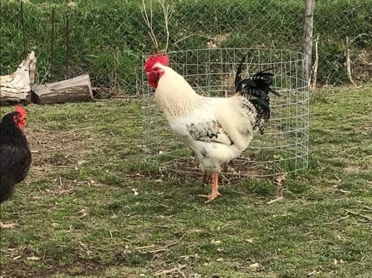 Domaine Des Gallinaces Chalet Sussex 2 4p