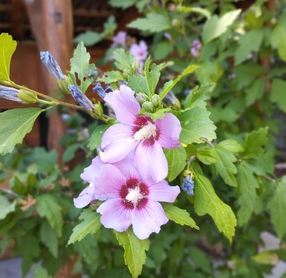 életvirág Rezidencia és Vendéglak