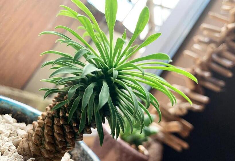 فندق Cactus Inn / Vacation Stay 51551