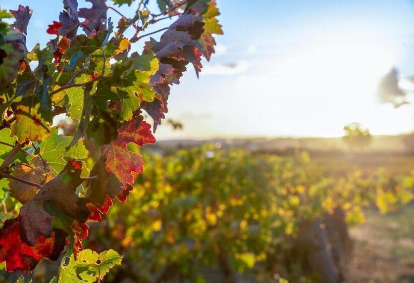 Mcgill Vineyard Barossa