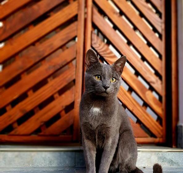 פנסיון Casa Smeilor Horezu