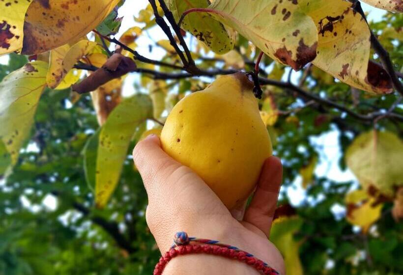 פנסיון Casa Smeilor Horezu