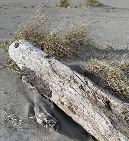 Seaside Beach Front House On The Promenade