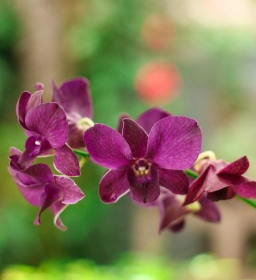 ユースホステル Jardim Secreto Guest House