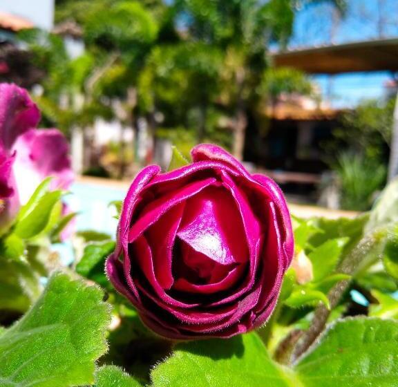 ユースホステル Jardim Secreto Guest House