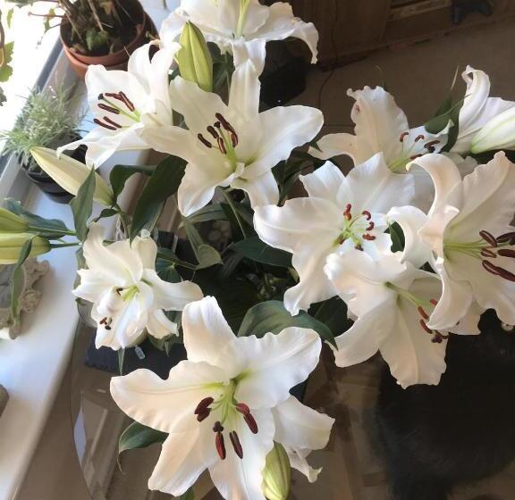 Bed and Breakfast Babas Rooms