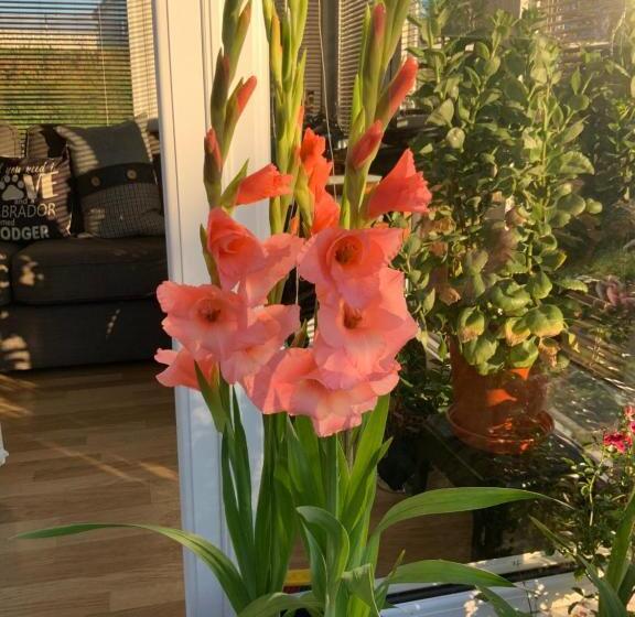 Bed and Breakfast Babas Rooms