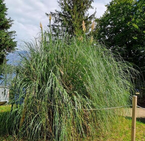 Bed & Breakfast Bellagio