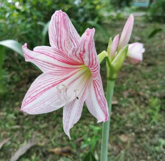 펜션 Home Garden Chaeson บ้านสวน ชวนฝัน