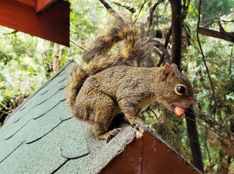 펜션 Mansao Austriaca Guesthouse