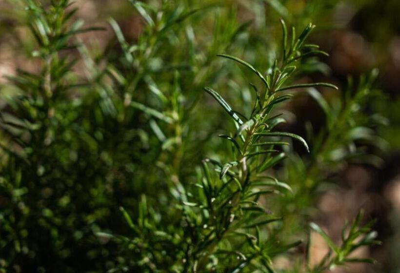 Villaggio Anemone   Chalet Castagno