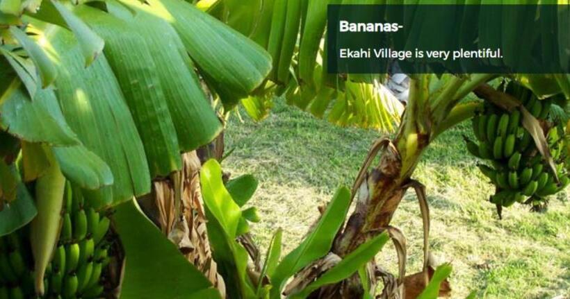 9b Ekahi Village Studio Bath, Garden View   1 Minute Stroll To Beach!