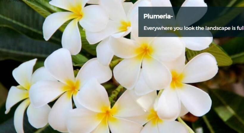 9b Ekahi Village Studio Bath, Garden View   1 Minute Stroll To Beach!