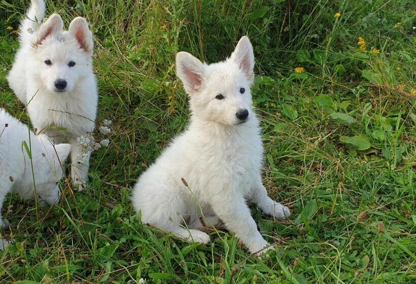 Bed and Breakfast Chrom Ranch Reiterhof