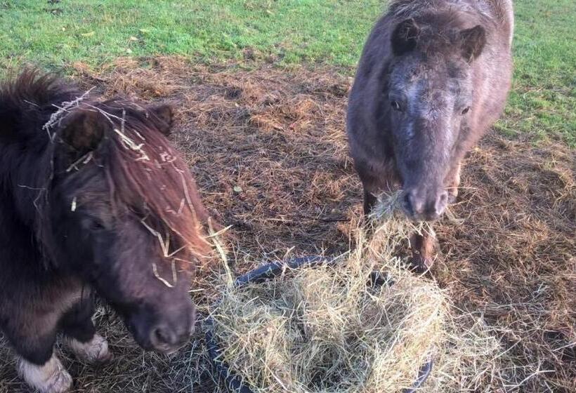 مبيت وإفطار Pipowagen Lidewei Groningen Westerwolde Unieke Ligging Met Eigen Tuin En Vrij Uitzicht Over Veld Naa