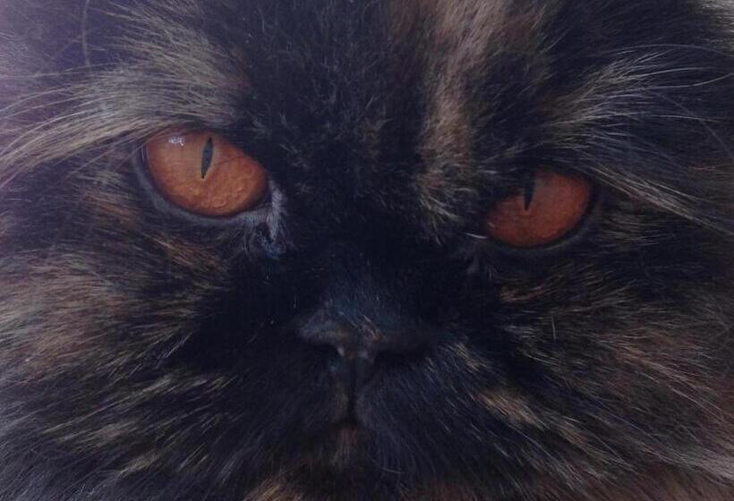 Bed and Breakfast Rose Garden Mezzanine