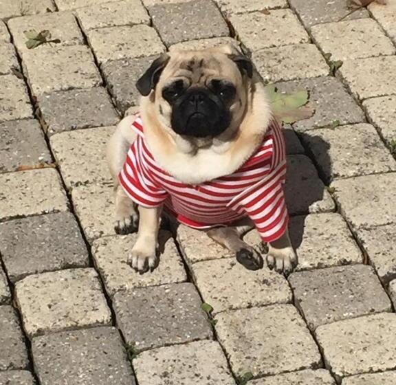Bed and Breakfast Rose Garden Mezzanine