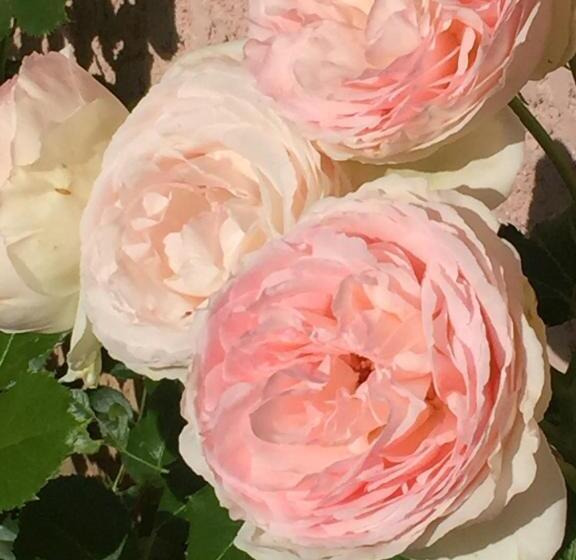 Bed and Breakfast Rose Garden Mezzanine