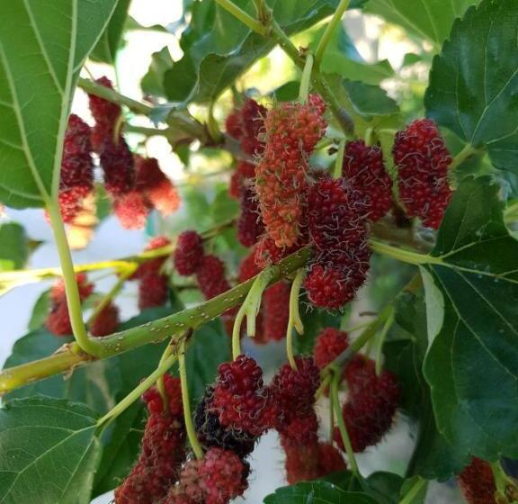 هتل บ้านสวนนิสา