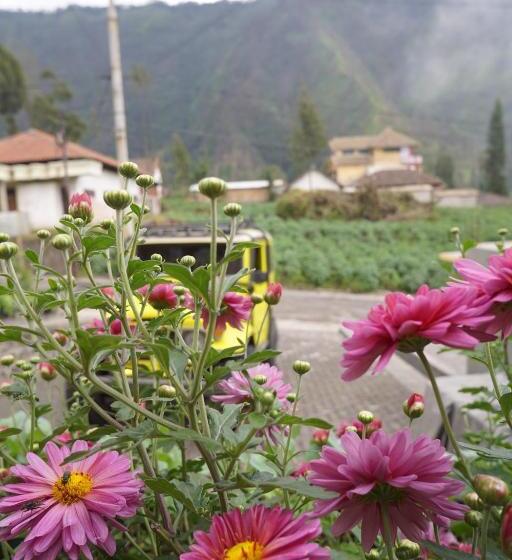 פנסיון Homestay Lereng Bromo