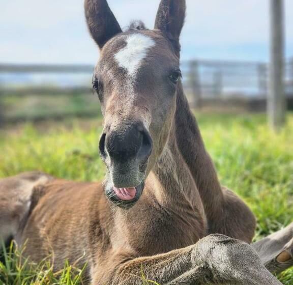 膳宿费 Prosper Stud Guest House