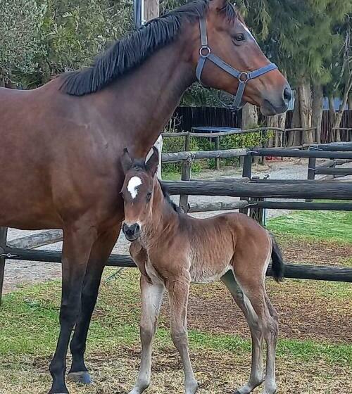 膳宿费 Prosper Stud Guest House