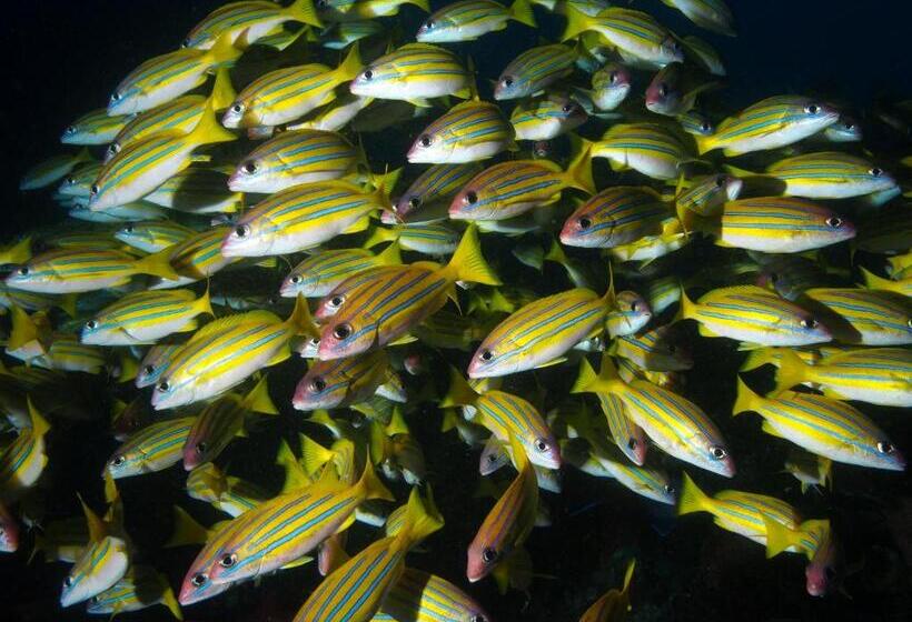 אתר נופש Blue Bay Divers Likupang Bangka