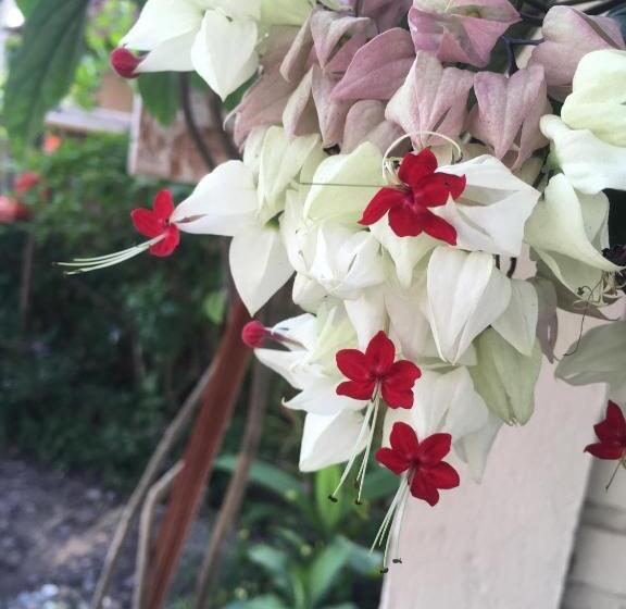 הוסטל Amrita Villa Sidemen