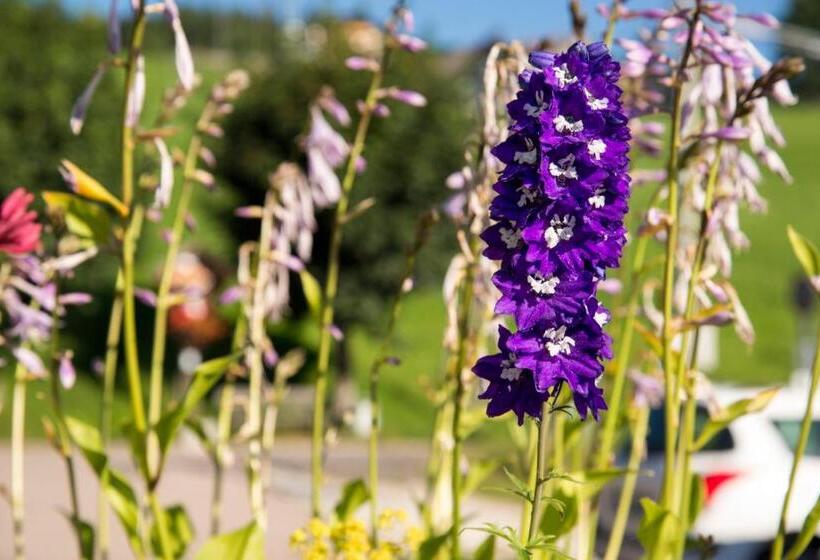 Общежитие Pension Wiesenrain