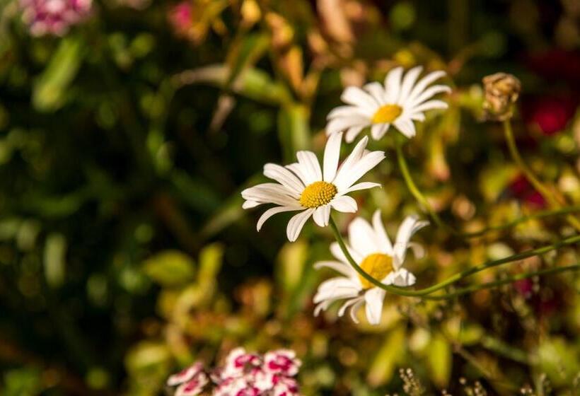 호스텔 Pension Wiesenrain