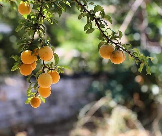 צימר Trulli Panoramici