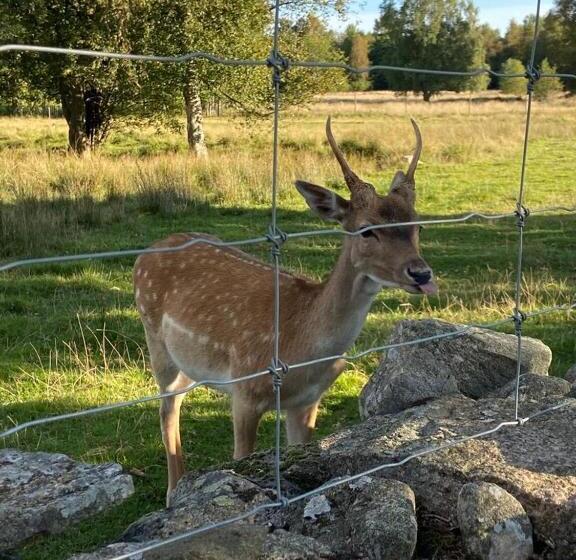 Damwildfarm In Rollerbü Südschweden