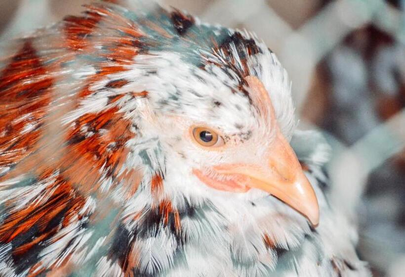 Damwildfarm In Rollerbü Südschweden