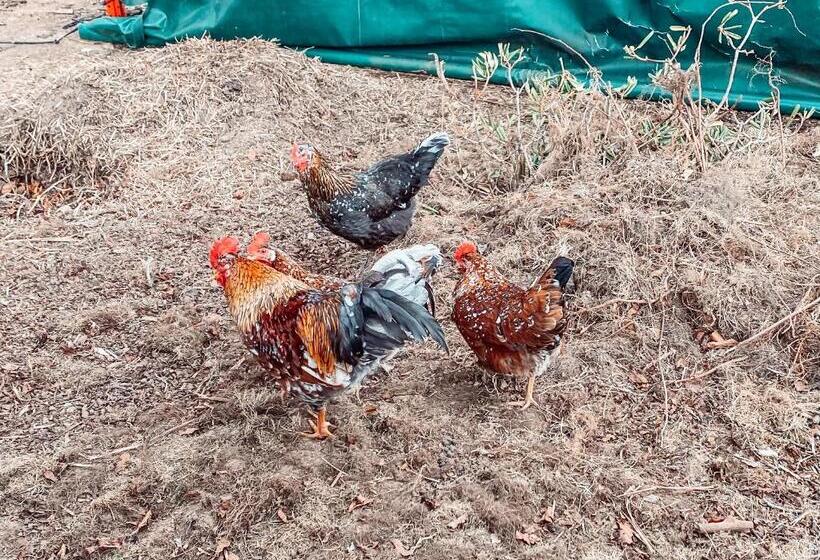 Damwildfarm In Rollerbü Südschweden