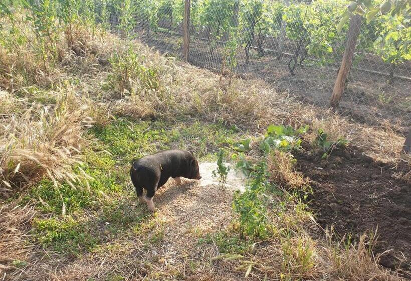 פנסיון Penzion Jako Víno