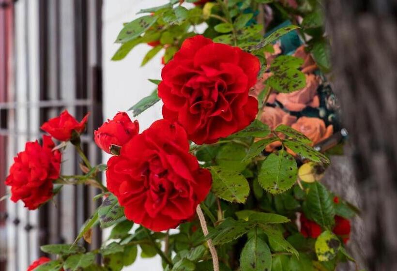 B&b I Trulli Dei Desideri