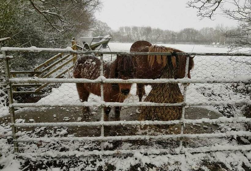 住宿加早餐 Claw House