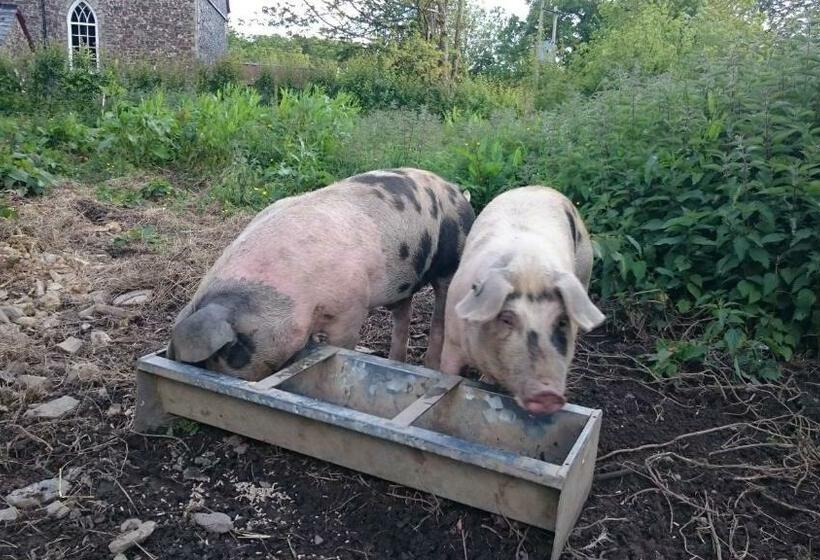 住宿加早餐 Claw House