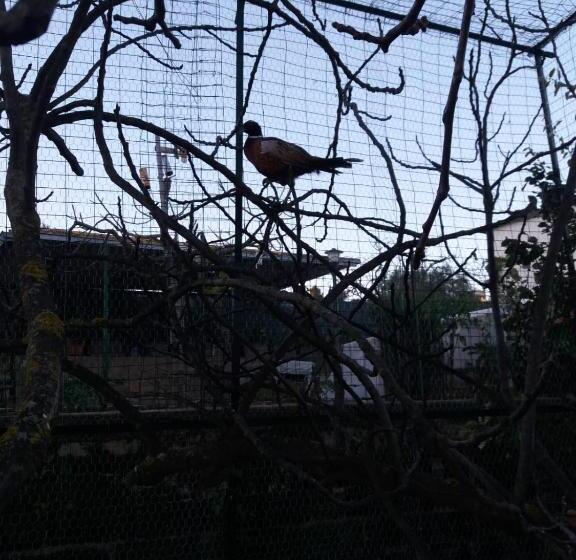 Bed and Breakfast Il Castello