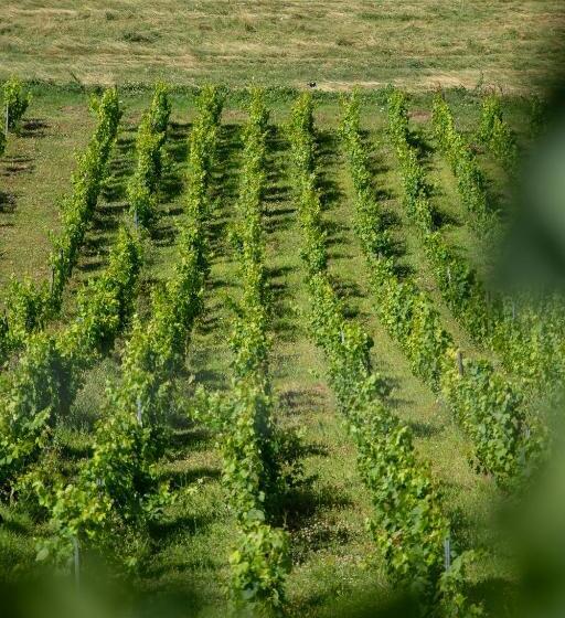 Domaine Des Granges Longes