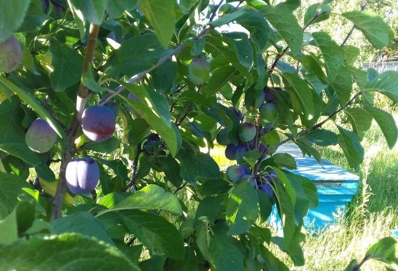 פנסיון Gáll Vendégház