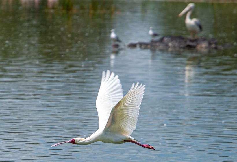 Hotel Mbweha Camp Lake Nakuru