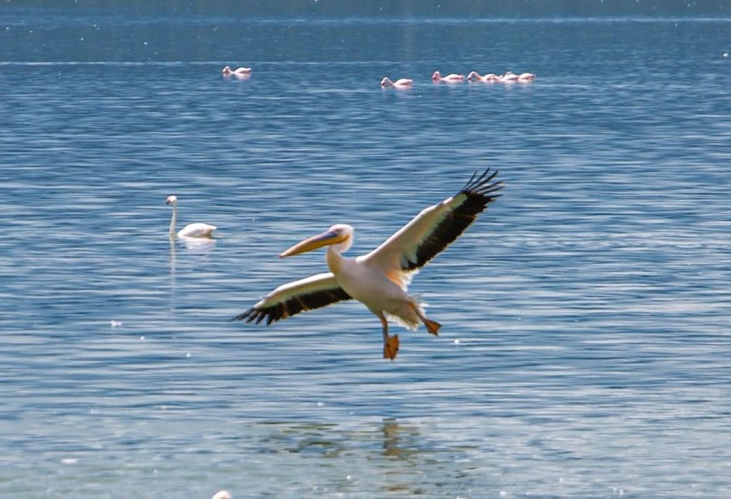 Hotel Mbweha Camp Lake Nakuru