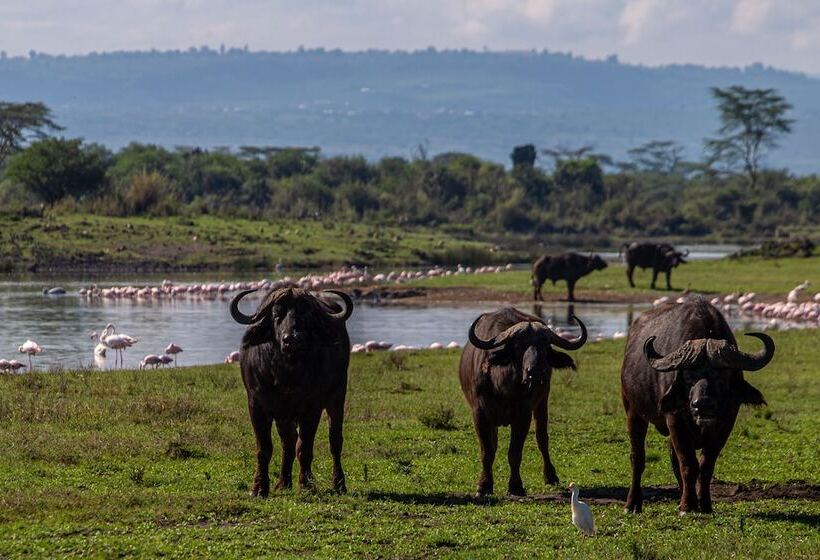 Hotel Mbweha Camp Lake Nakuru