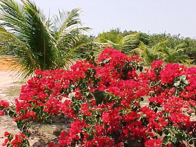 בית מלון כפרי Oh! Linda Pousada