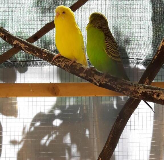 ベッドアンドブレックファースト L Agrifoglio Dell Etna