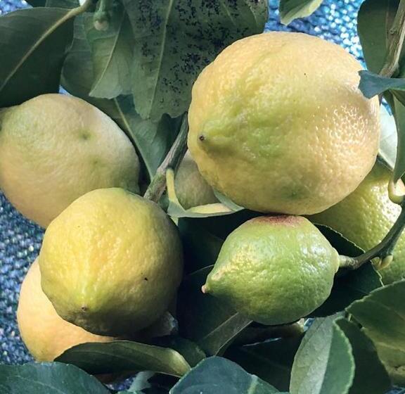 ベッドアンドブレックファースト L Agrifoglio Dell Etna