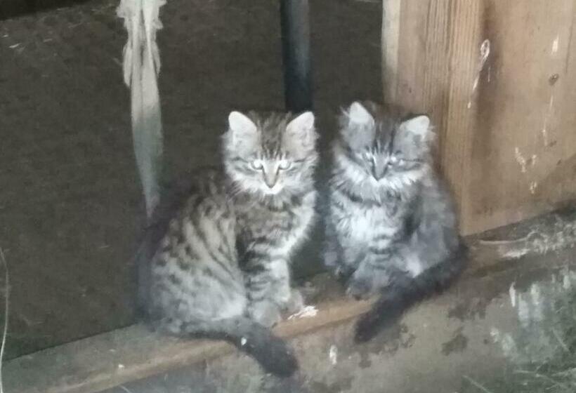 فندق Vordersattlegghof