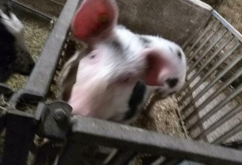 فندق Vordersattlegghof