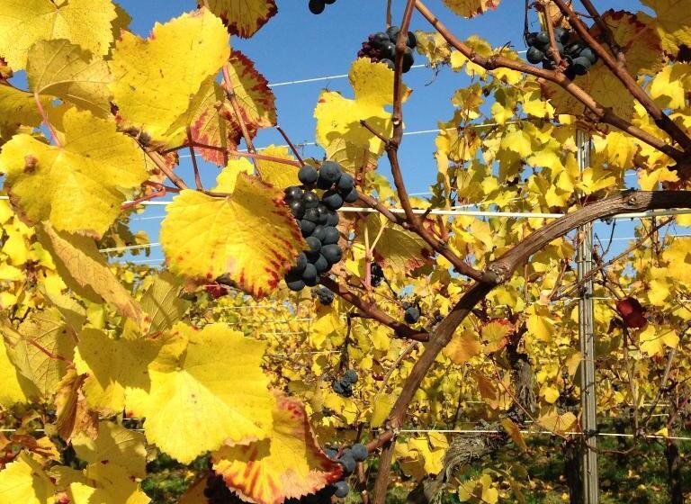 Bed and Breakfast Chambres D Hôtes Et Gîte Chez Martine